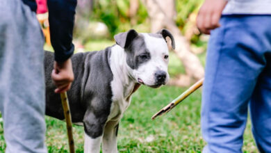 Silahla Tehdit Suçu Köpeğimi bırakır