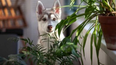 Kiralananda Köpek Bulundurmak Fesih Sebebi Midir?